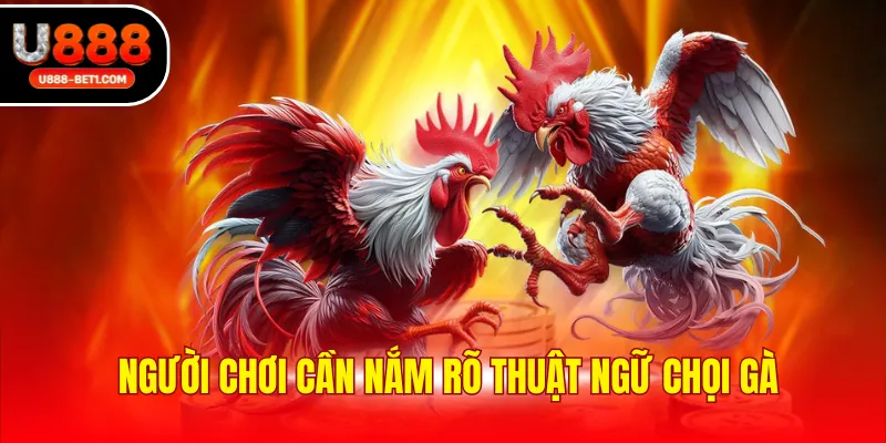 Người chơi cần nắm rõ thuật ngữ chọi gà